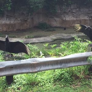 Safari 3 - Vultures - AK 09-05-2017