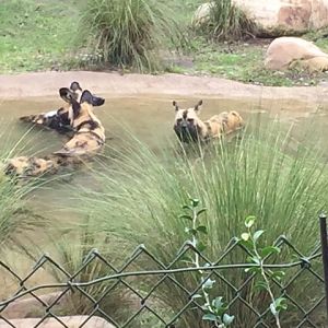 Safari 5 - African Wild Dogs - AK 09-05-2017