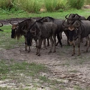 Safari 6 - Wildebeest - AK 09-05-2017