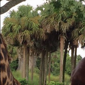 Safari 8 - Giraffes - AK 09-05-2017