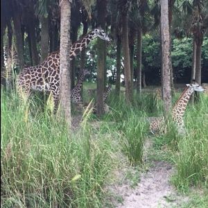 Safari 9 - Giraffes - AK 09-05-2017