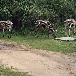 Safari 10 - Zebras - AK 09-05-2017