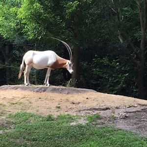 Safari 11 - Oryx - AK 09-05-2017