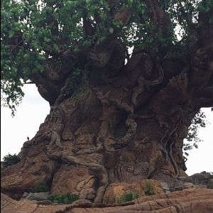 Tree Of Life 2 - AK 09-05-2017