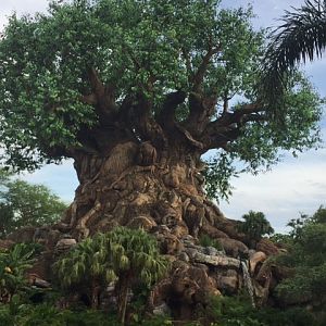 Tree Of Life 5 - AK 09-05-2017