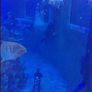 Cleaning The Tank  - Epcot 09-06-2017