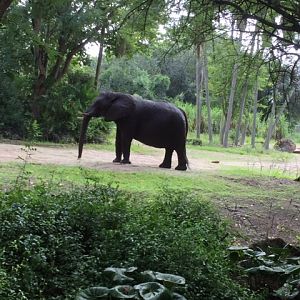 Safari - African Elephant 1 - AK 09-09-2017