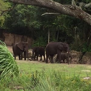 Safari - African Elephant 2 - AK 09-09-2017