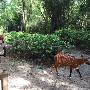 Safari - Bongos 1 - AK 09-09-2017