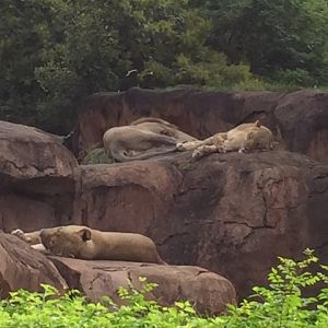 Safari - Lions - AK 09-09-2017