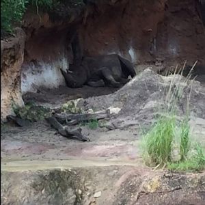 Safari - Rhino - AK 09-09-2017