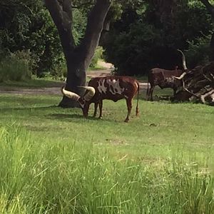 Safari - Watusi Cattle 1 - AK 09-09-2017