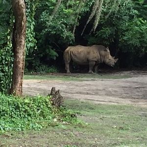 Safari - White Rhino - AK 09-09-2017