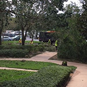 Tree Down Near Parking Lot - POFQ 09-11-17