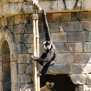 Animal Kingdom monkeys