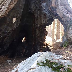 Sequoia NP (2)
