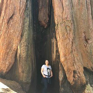 Sequoia NP (1)