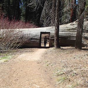 Tunnel Log