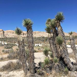 Cacti1