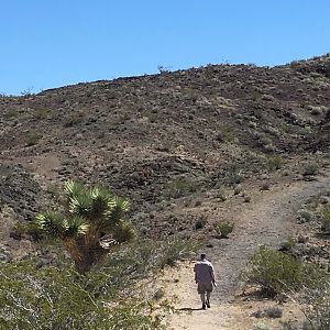 Desert View Trail