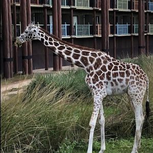 Animal Kingdom Lodge 2_Disney 2018