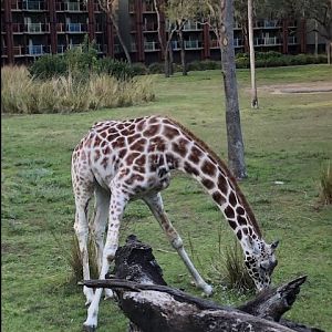 Animal Kingdom Lodge 3_Disney 2018