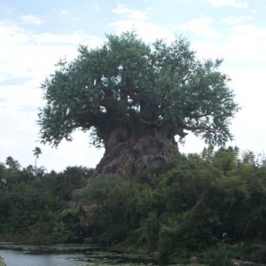 Tree Of Life