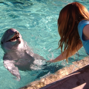 Dolphin pool at SeaWorld