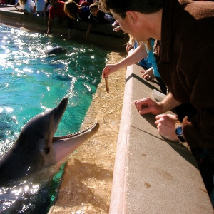 Dave and dolphin
