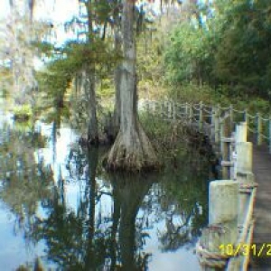 Old Swamp Trail 1