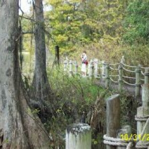 Old Swamp