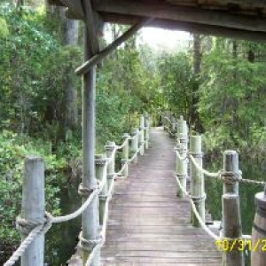 Swamp_Trail_3