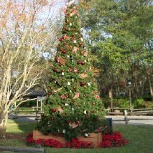 FW_Tree