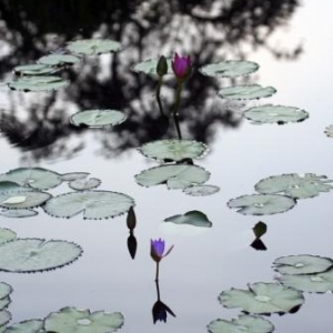 China Water Garden