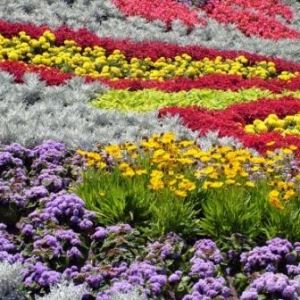 The Flower and Garden Festival