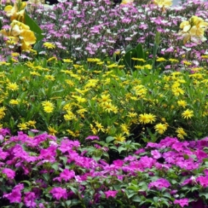 The Flower and Garden Festival