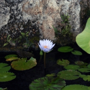 Shina Water Garden