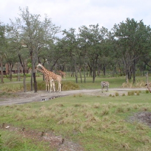Giraffes at AKL Arusha Rock