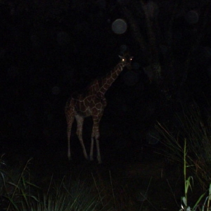 Nighttime Giraffe Closeup