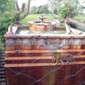 Tiger at Maharaja Jungle Trek