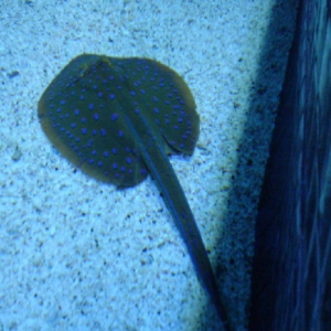 Ray at Living Seas in Epcot