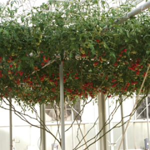 Tomato Tree
