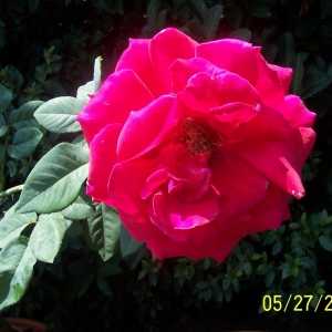 The roses were amazing!
