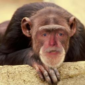 Bob Richmond as chimp