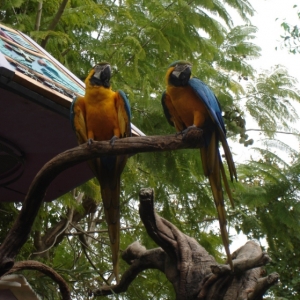 Blue and Gold Macaws