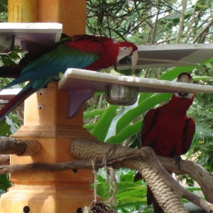 Green-winged Macaws