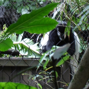 Colobus Monkey