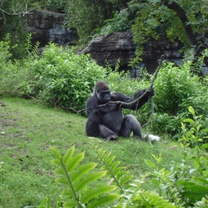 Lowland Gorilla