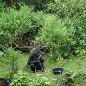 Lowland Gorilla