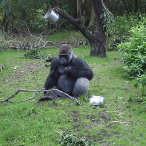 Lowland Gorilla